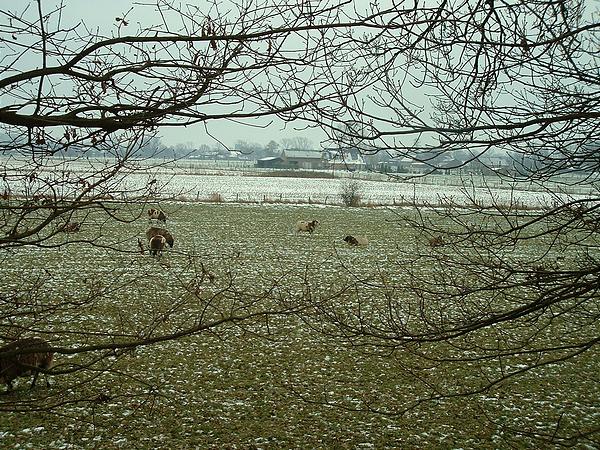 dscf0011.jpg